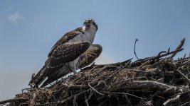 _DSC7055-Edit-Edit.jpg