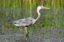 BlueHeron-304.jpg