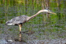 BlueHeron-305.jpg