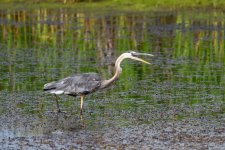 BlueHeron-306.jpg