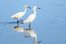 SnowyEgret-210.jpg