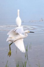 SnowyEgret-211.jpg
