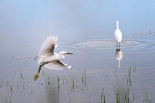SnowyEgret-212.jpg