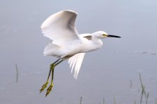 SnowyEgret-213.jpg