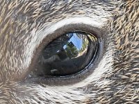 Eye.jpg