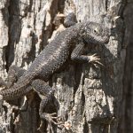 Lizard2.jpg