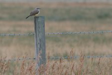 okotoks birding -DSC_3587-0037.jpg