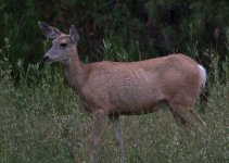 sm deer DSC_3719 -1.jpg
