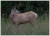 deer DSC_3723 -1.jpg