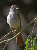 Flycatcher6.jpg