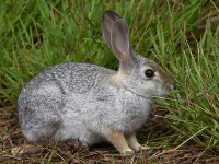 Rabbit.jpg
