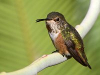 Hummer.jpg