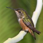 Hummer5.jpg