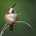 Hummer22.jpg