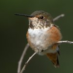 Hummer27.jpg