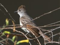 Flycatcher10.jpg