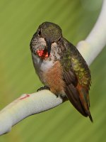 Hummer2.jpg
