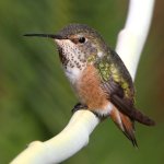 Hummer8.jpg