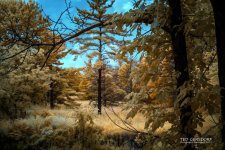 8-9-17 Whitney Briggs IR  (1 of 1)-2_01.jpg