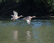 DSC_2276.jpg