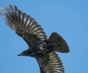 DSC_2246.jpg