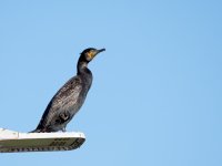 DSC_2245.jpg