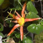 Passiflora2.jpg