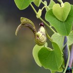 Aristilochia.jpg