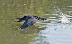 dsc_2297_35689755353_o.jpg