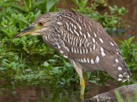 BlackHeron2.jpg