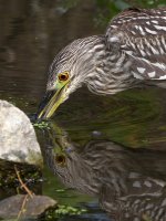 BlackHeron13.jpg