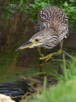 BlackHeron15.jpg