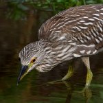 BlackHeron16.jpg