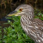 BlackHeron19.jpg