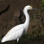 Egret.jpg