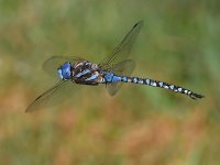 DragonFly2.jpg