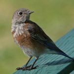 Bluebird3.jpg