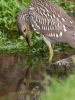 BlackHeron.jpg