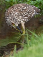 BlackHeron14.jpg