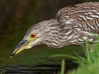 BlackHeron11.jpg