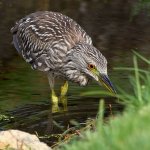 BlackHeron17.jpg