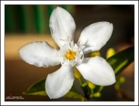 tiny blossom in the morning sun.jpg