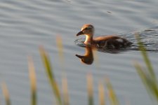okotoks pond aug 11 2017 -DSC_4802-0039.jpg