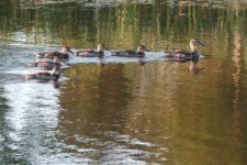 okotoks pond aug 11 2017 -DSC_4790-0034.jpg