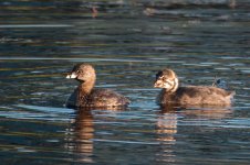 okotoks pond aug 11 2017 -DSC_4675-0007.jpg