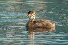 okotoks pond aug 11 2017 -DSC_4701-0017.jpg