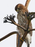 Hawk2.jpg