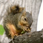 Squirrel.jpg