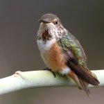 Hummer5.jpg