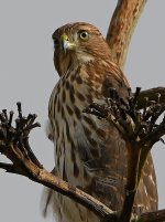 Hawk3.jpg
